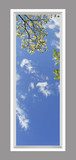 Ceiling Design 6am01_2x6md_r26