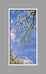 Ceiling Mural 6bk_2x4md