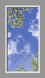 Ceiling Mural 6ce_2x4cr_24vr
