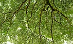Ceiling Mural 6ta