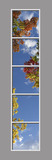 Ceiling Mural 8fe_2x10md