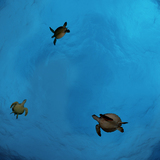 Ceiling Mural KF-se-df060 podle David Fleetham