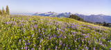 Photo Mural se-hd0831K podle Henry Domke