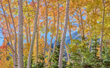 Photo Mural se-hd1329K podle Henry Domke